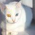 cat eye color chart cat tales lesser loved warriors stories and more - cierra carter colour and pattern charts cat eye colors cat colors eye | identification cat eye color chart