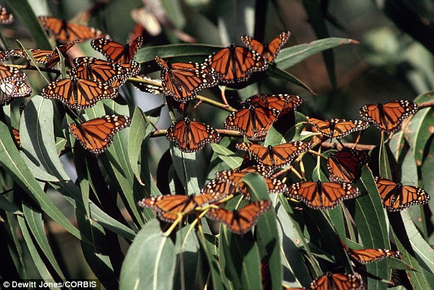 Migrating Monarch Butterflies on a Eucalyptus Tree: A gene related to collagen, the main ingredient in connective tissue, is  essential for flight muscle function.