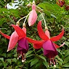 第625回花謎擂台解答吊鐘花 | iGarden花寶愛花園