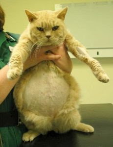 5 penyakit virus yang sering menyerang anak kucing ...