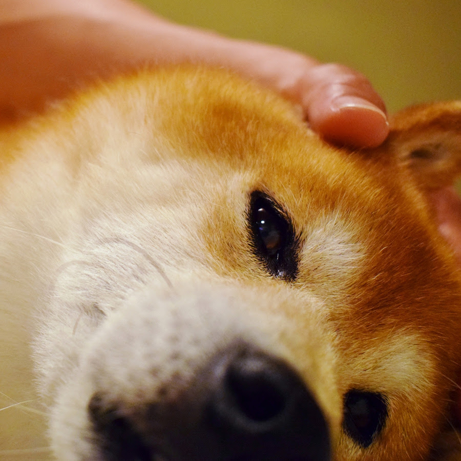 犬が喜ぶ撫で方 嫌がる撫で方を知って 愛犬と仲良くなろう