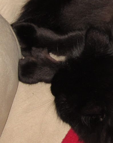 mittens