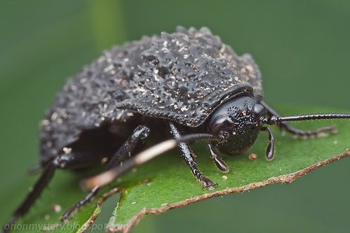 Coolest cockroach ever...IMG_7301 copy