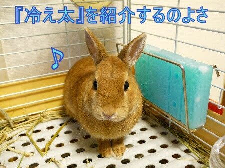 みぃやのラブっと うさぎ生活 暑さ対策 手作りひんやりグッズ 冷え太 君紹介