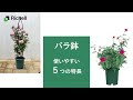 バラ 鉢 264735-バラ 鉢 おしゃれ