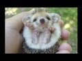 Télécharger l'image bébé trop mignons animaux mignon 317527