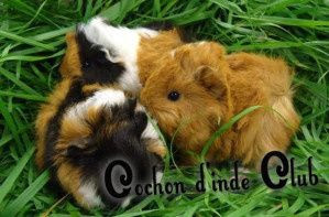 Separer Les Bebes Cochons D Inde De Leur Mere Cochon D Inde Club