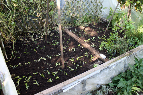 winter seedlings in cold frame 004