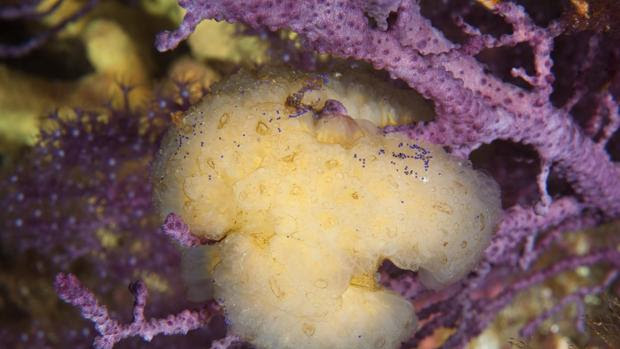 «Aplidium albicans», el organismo del que se extrae Aplidin