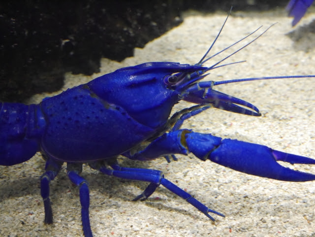 青いザリガニにする餌はなに 家で飼っているザリガニをブルーにする方法 Muvuvu