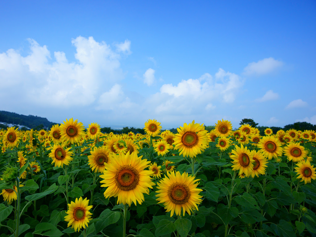 ひまわり 向日葵 ２ 無料写真素材ならフリー素材タウン