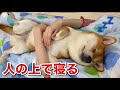 [最も選択された] 犬 一緒 に 寝る 人 115333-犬一緒に寝る人を選ぶ