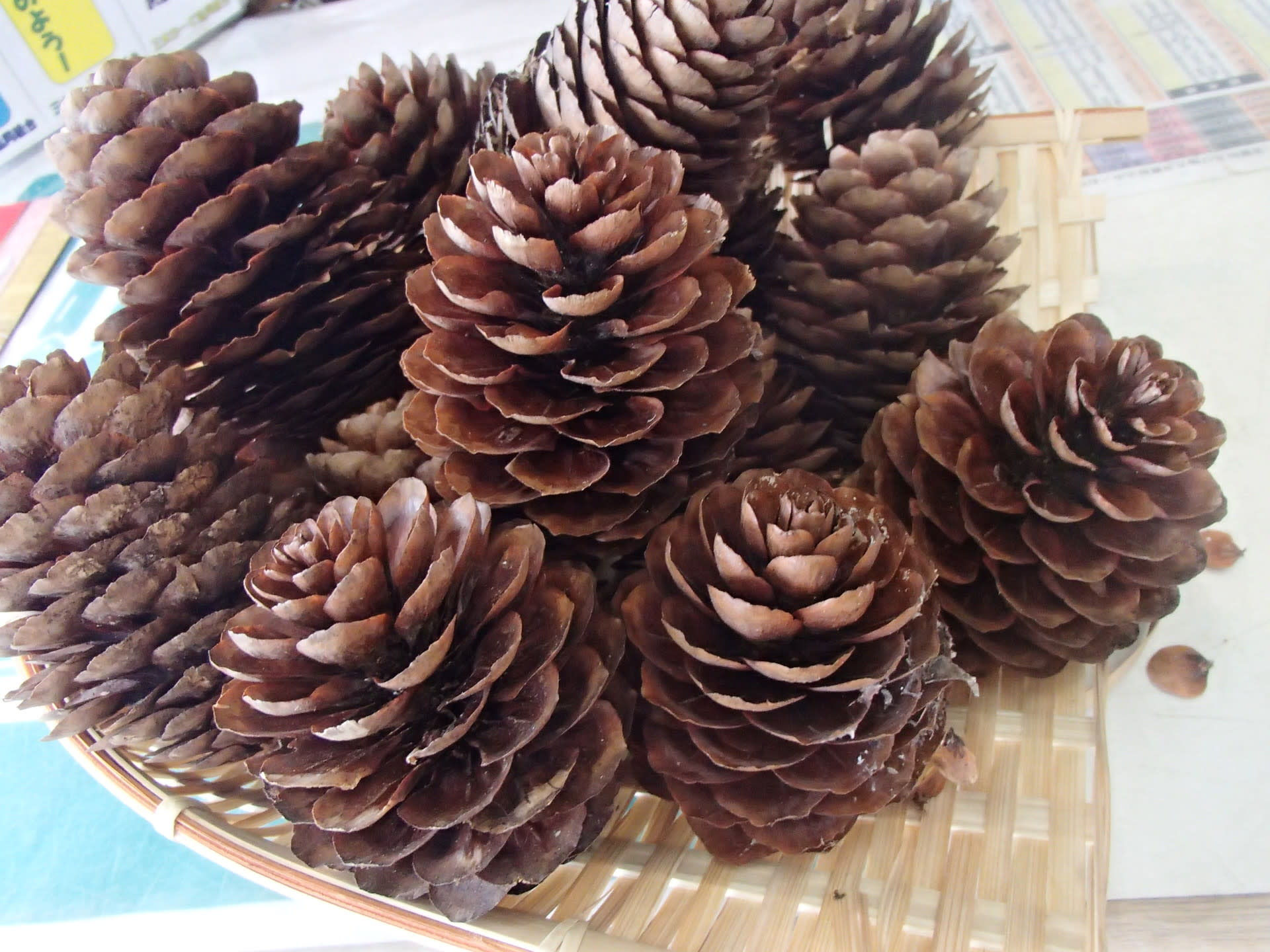 簡単でかわいいハンドメイド 松ぼっくりでクリスマスツリー