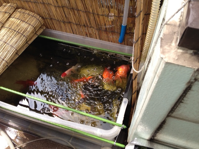 冬に金魚を導入するのは ｏｕｔ ｏｆ サイダー な ブログ