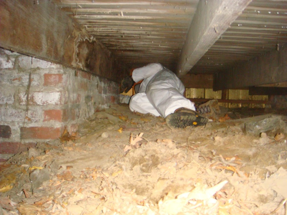 Critter Removal in Massachusetts | BatGuys Wildlife update May 27th 2008