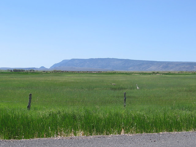 Sandhill Cranes, Warner Wetlands