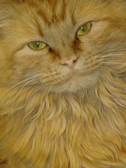 *Ginger Snap*