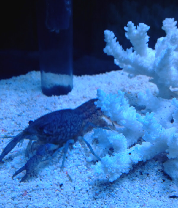 青いザリガニの話 けみがで