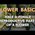 Flower Male And Female Reproductive Parts - Hibiscus Flower Reproductive Organs Stock Image B780 0129 Science Photo Library : Female reproductive parts of a flower.