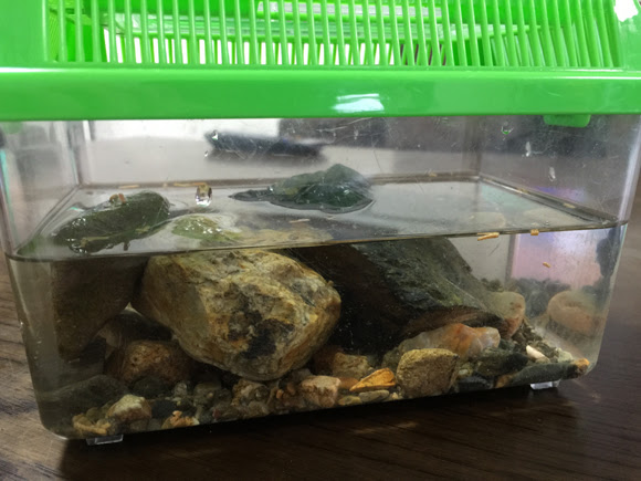 意外に難しい 子供と一緒にサワガニの飼育はじめました イログラフ