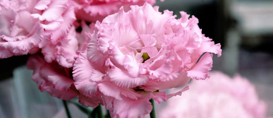 ボヤージュピンクというトルコキキョウ Flower Garden Alpha Flore