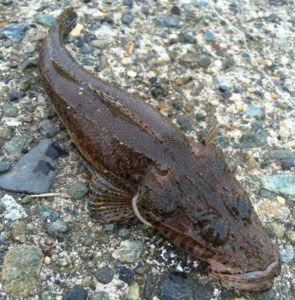 ネズミゴチ メゴチ が釣れたら美味しい天ぷらにしよう 江戸前の味として親しまれています Rib Ertas