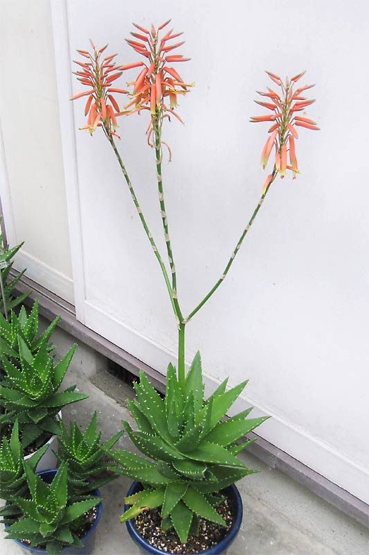 アロエ不夜城 Aloe Nobilis の特徴 植え替え 育て方
