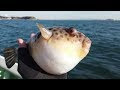 √100以上 ふぐ 釣り 768558-��グ 釣り