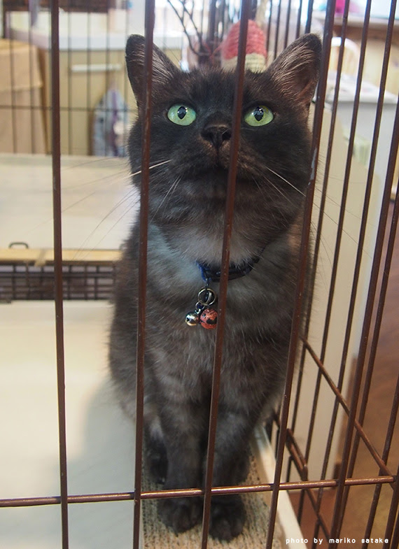 旅の途中 その カフェいもねこ フェリシモ猫部