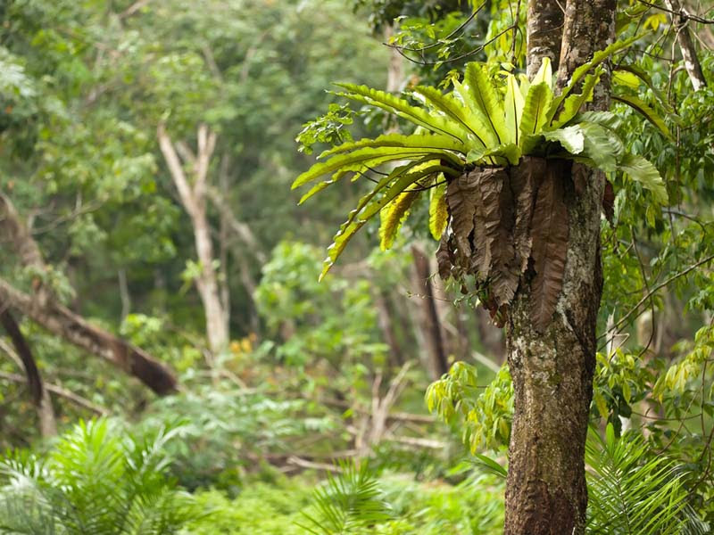 Amazon Rainforest Canopy & STUDYING THE RAINFOREST