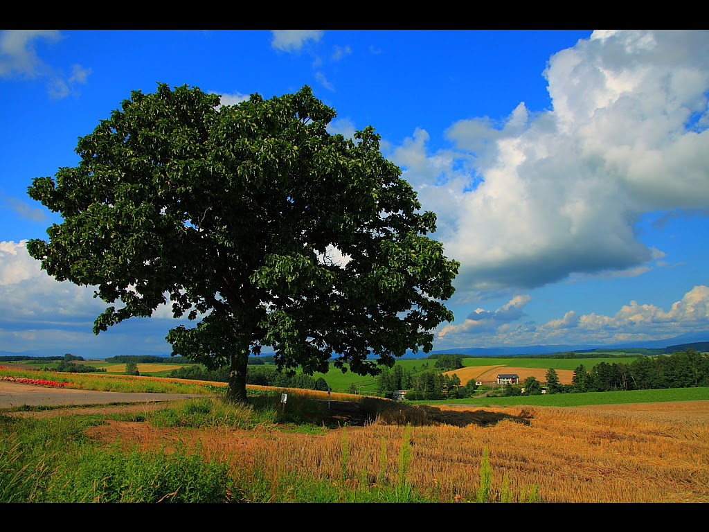 セブンスターの木