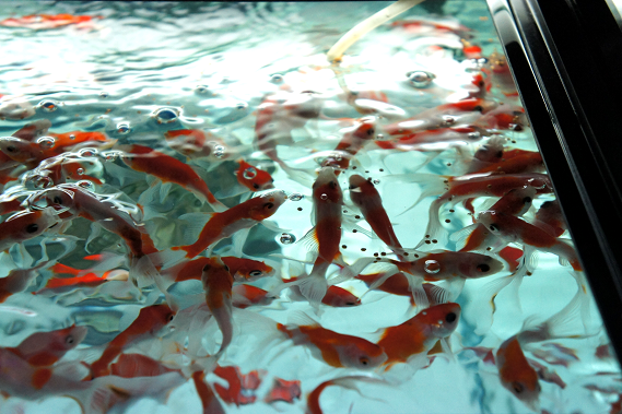 ん 電気無しでエアレーション 伊藤の金魚係日記