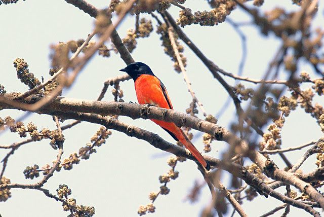Long tailed Minivet (Pericrocotus ethologus)