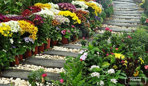 42+ Jenis Tanaman Hias Tahan Panas