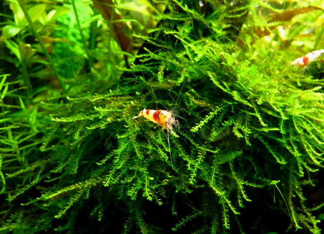 ビーと水草 のコラボです ヒカリの国のアクア