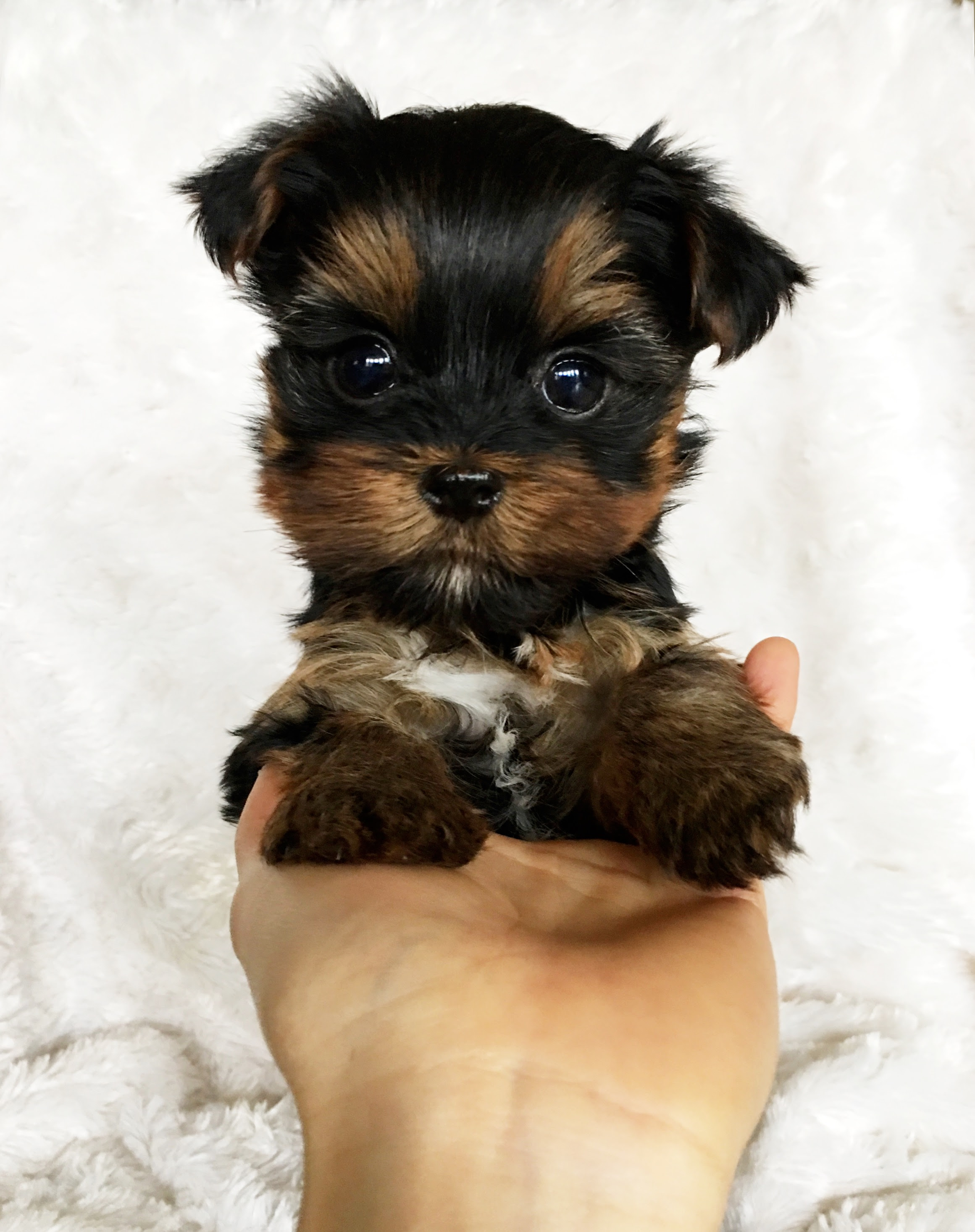 41 Top Images Micro Teacup Puppies For Sale In Florida - Teacup Chihuahua ID #351 | Teacup chihuahua puppies ...