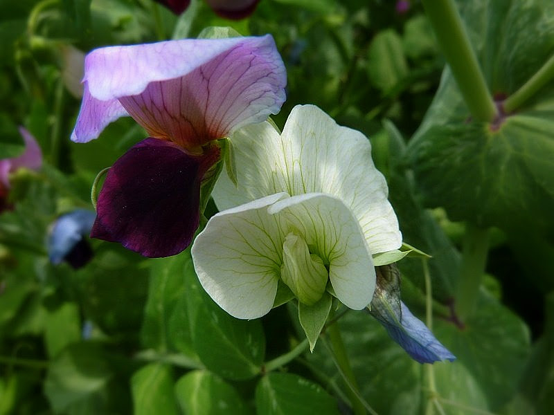 えんどう豆の花 テニス週友会blog