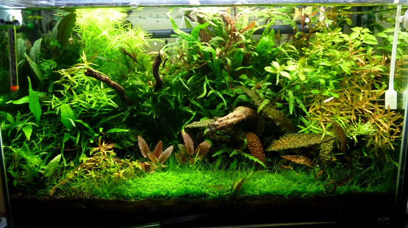 ６０ｃｍ水槽前面のソイル 大幅に入れ替えしまた ヒカリの国のアクア