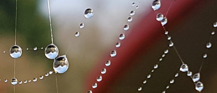 1:1 crop from the Galaxy S7