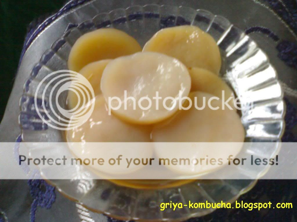 scoby