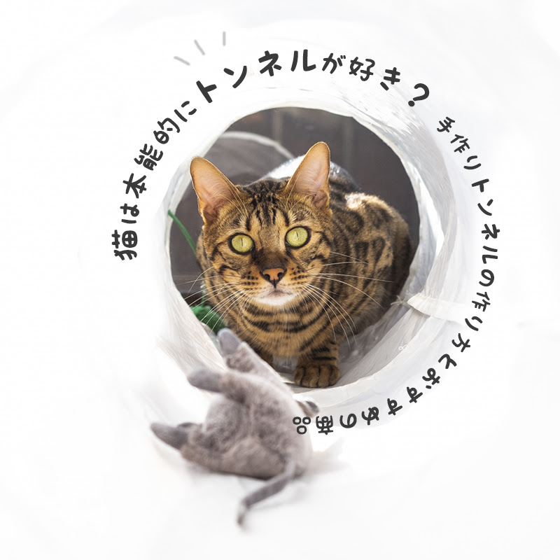 猫は本能的にトンネルが好き 手作りのおもちゃは需要がある 猫の総合情報サイト ペットスマイルニュースforネコちゃん
