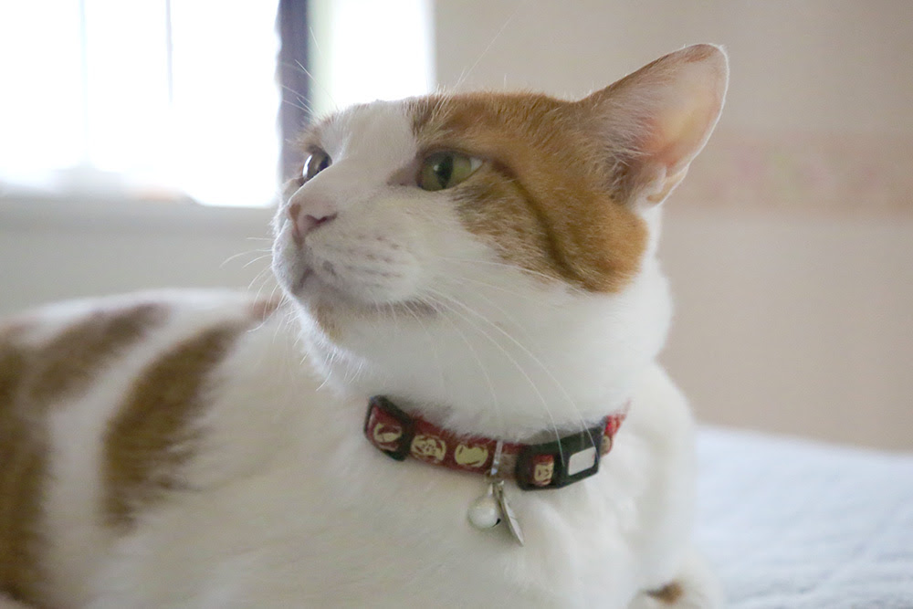 鈴付きの首輪は 猫の耳に大丈夫なの 猫の総合情報サイト ペットスマイルニュースforネコちゃん