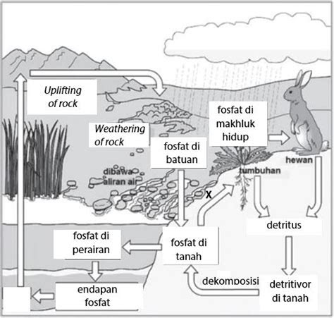 contoh soal aliran energi  daur materi idschool