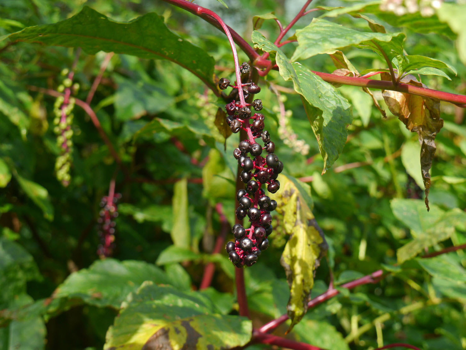Pokeweed | Identify that Plant
