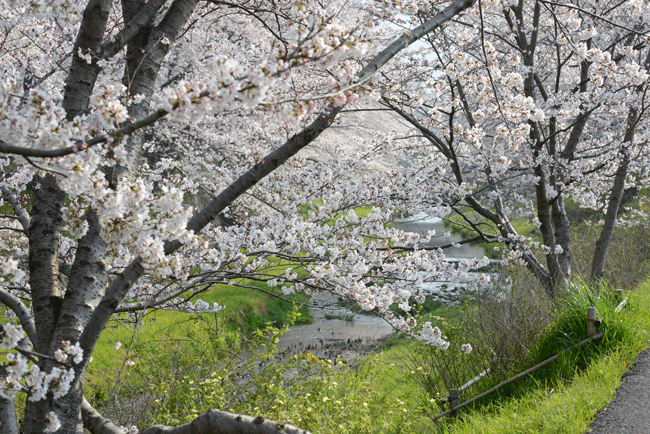花情報 井手町 玉川の桜12年
