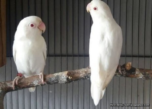 Lovebird Albino