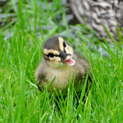 *quack!* Are you my mommy?