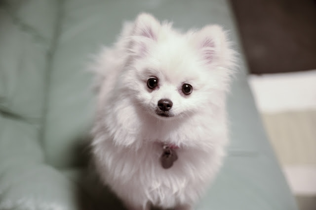 豊富 ポメラニアンのかわいいカットスタイル おすすめのカット方法から毛のお手入れまで 犬の総合情報サイト ペットスマイルニュースforワンちゃん