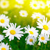 Immagini Fiori Per Sfondo : Immagini Belle di Fiori - 47 Foto | Sfondi HD | Bonkaday.com : Check spelling or type a new query.