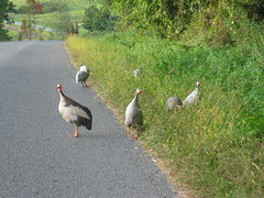 turkeys